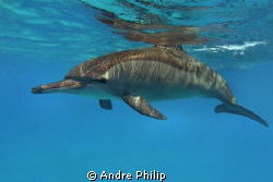 a spinner dolphin in a lagoon of sataya - egypt by Andre Philip 